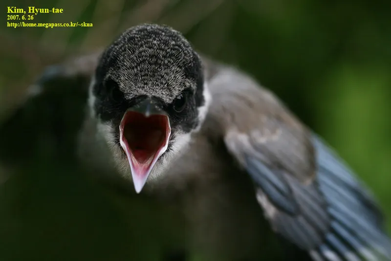 灰喜鹊(Cyanopica cyanus)