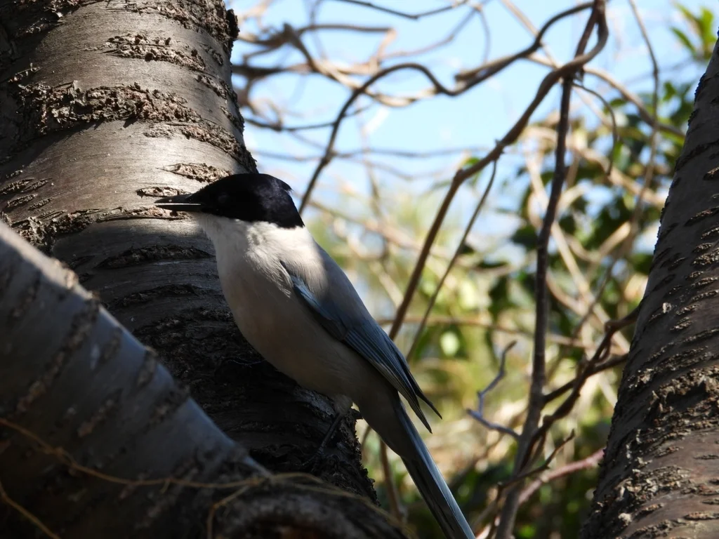 灰喜鹊(Cyanopica cyanus)