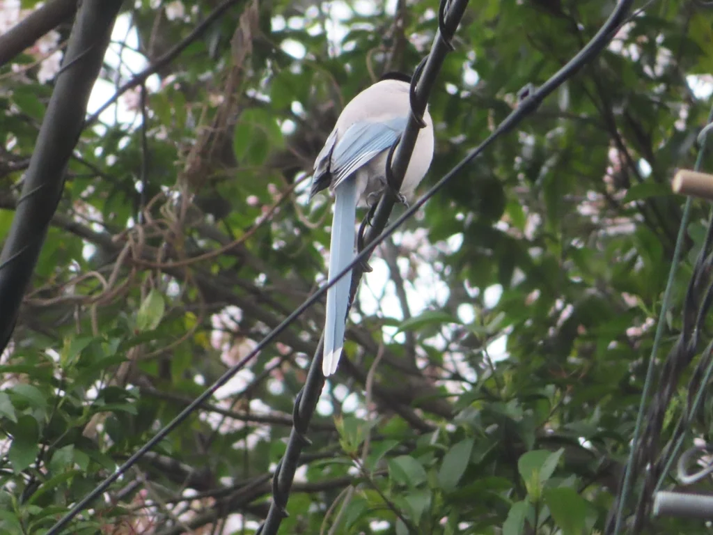 灰喜鹊(Cyanopica cyanus)