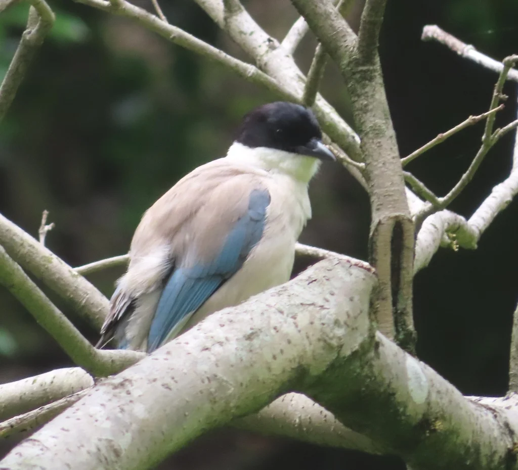 灰喜鹊(Cyanopica cyanus)