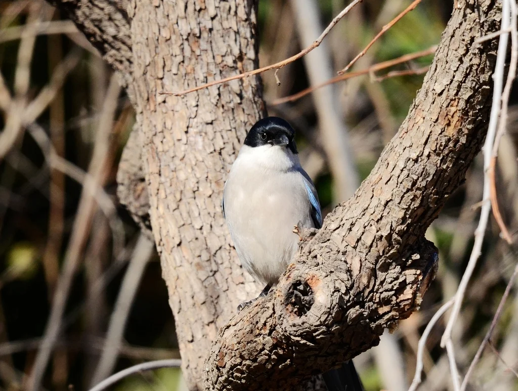 灰喜鹊(Cyanopica cyanus)