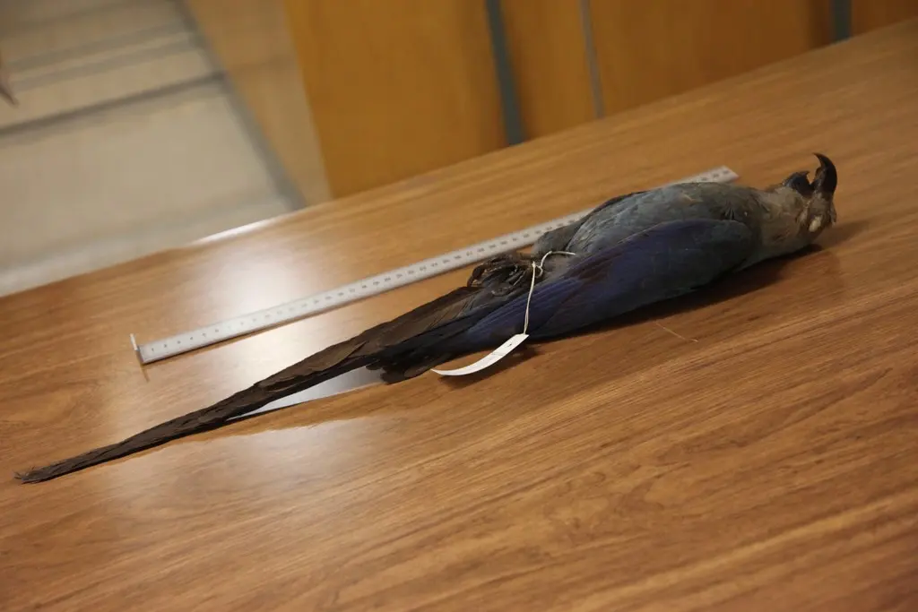 小蓝金刚鹦鹉(Cyanopsitta spixii)