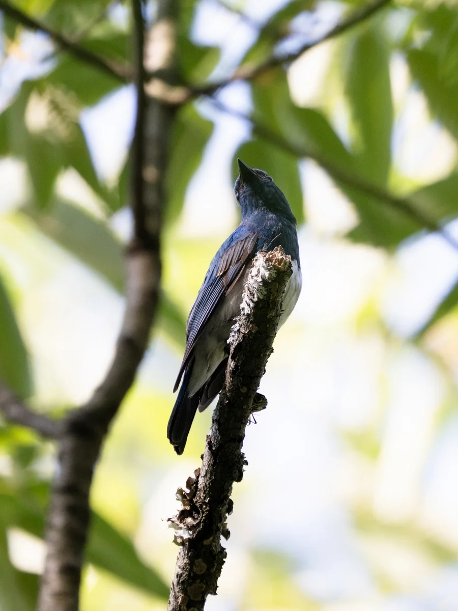 琉璃蓝鹟(Cyanoptila cumatilis)