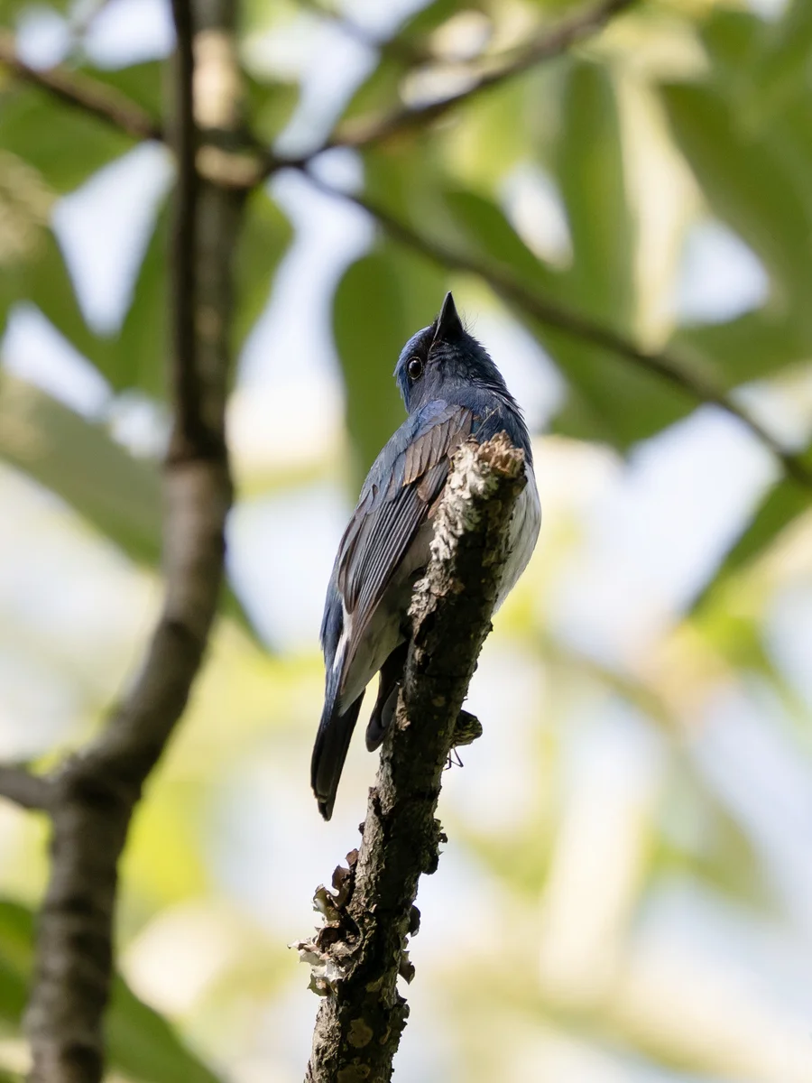 琉璃蓝鹟(Cyanoptila cumatilis)