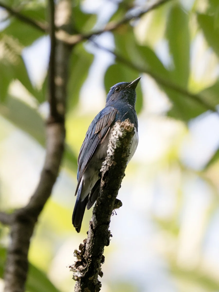琉璃蓝鹟(Cyanoptila cumatilis)