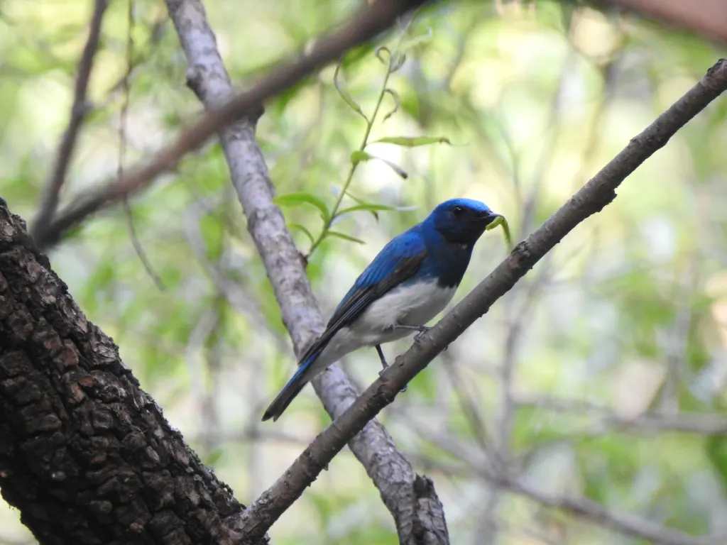 琉璃蓝鹟(Cyanoptila cumatilis)
