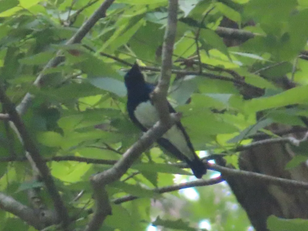 白腹蓝鹟(Cyanoptila cyanomelana)