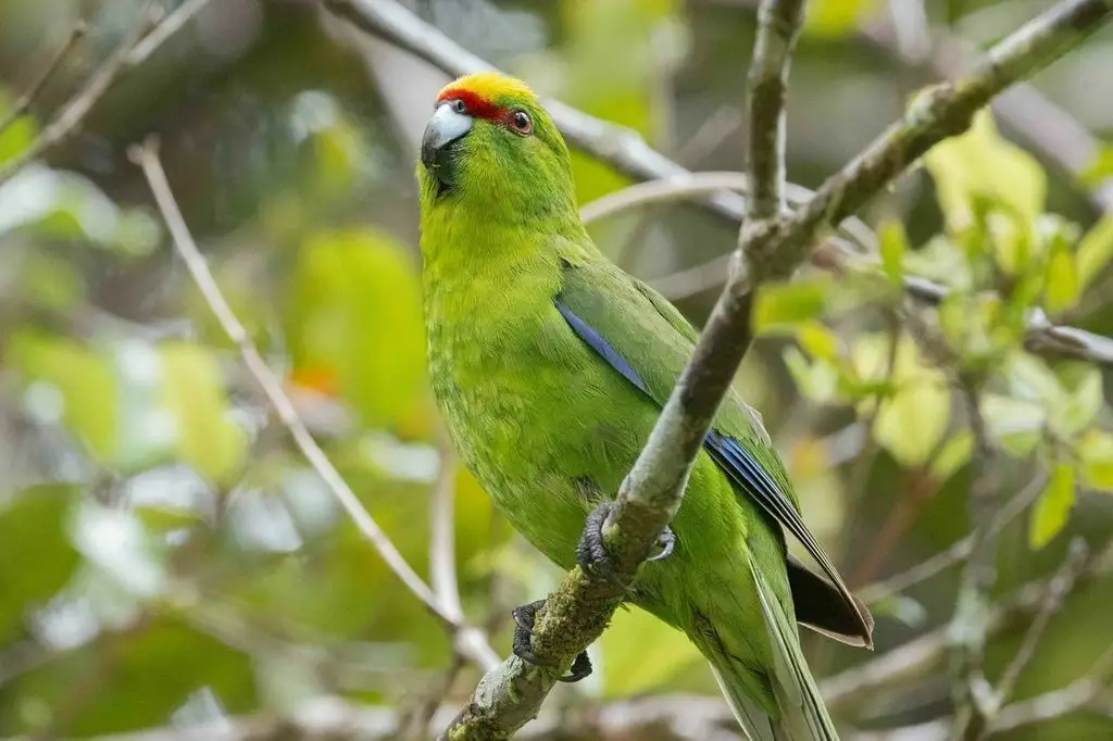 黄额鹦鹉（Cyanoramphus auriceps）