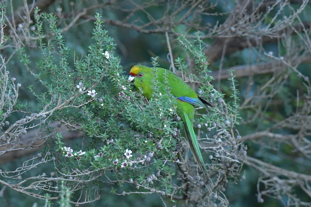 黄额鹦鹉（Cyanoramphus auriceps）