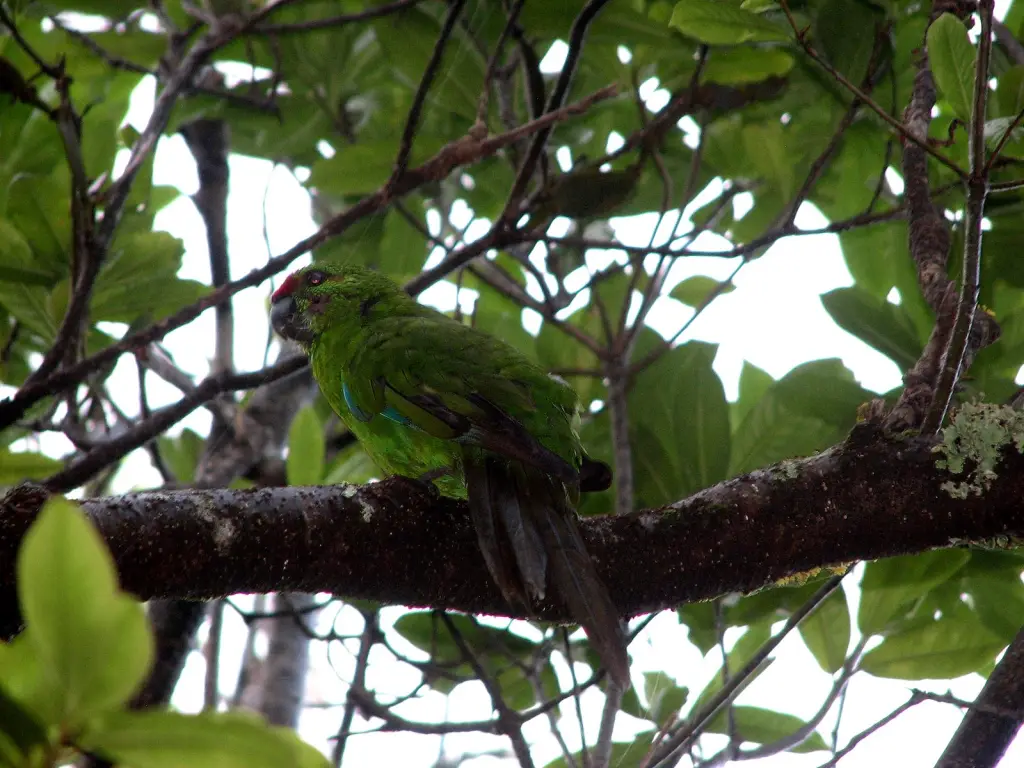 诺福克红额鹦鹉(Cyanoramphus cookii)