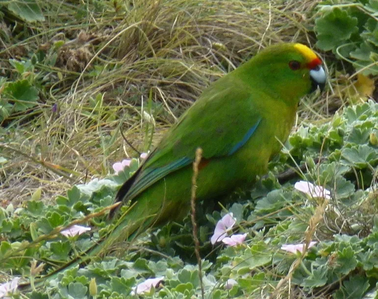 查岛鹦鹉(Cyanoramphus forbesi)