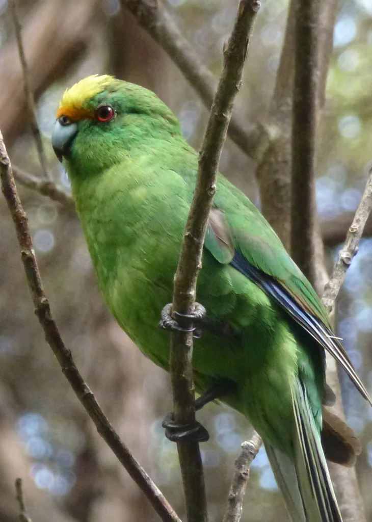 橙额鹦鹉(Cyanoramphus malherbi)