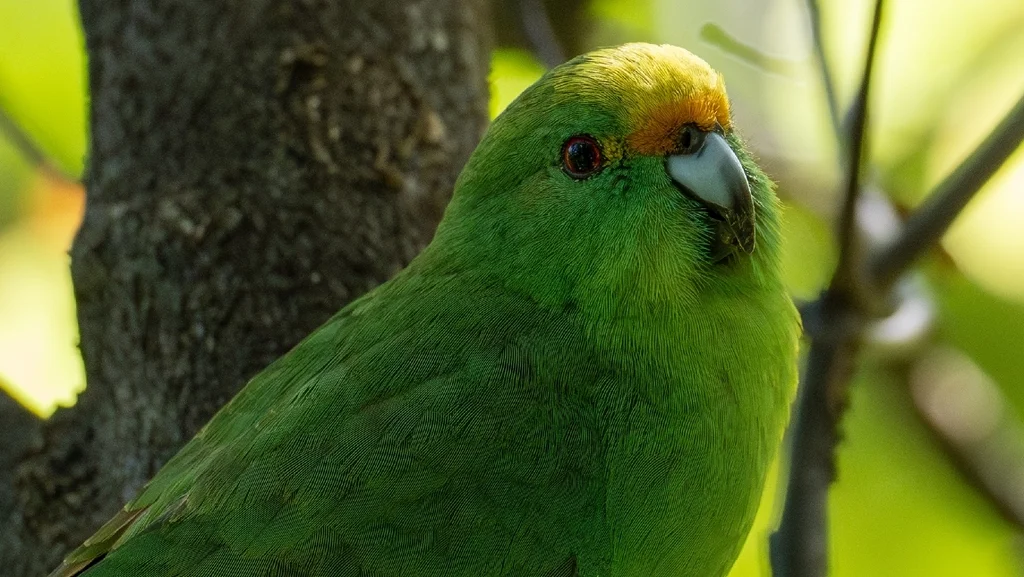 橙额鹦鹉(Cyanoramphus malherbi)
