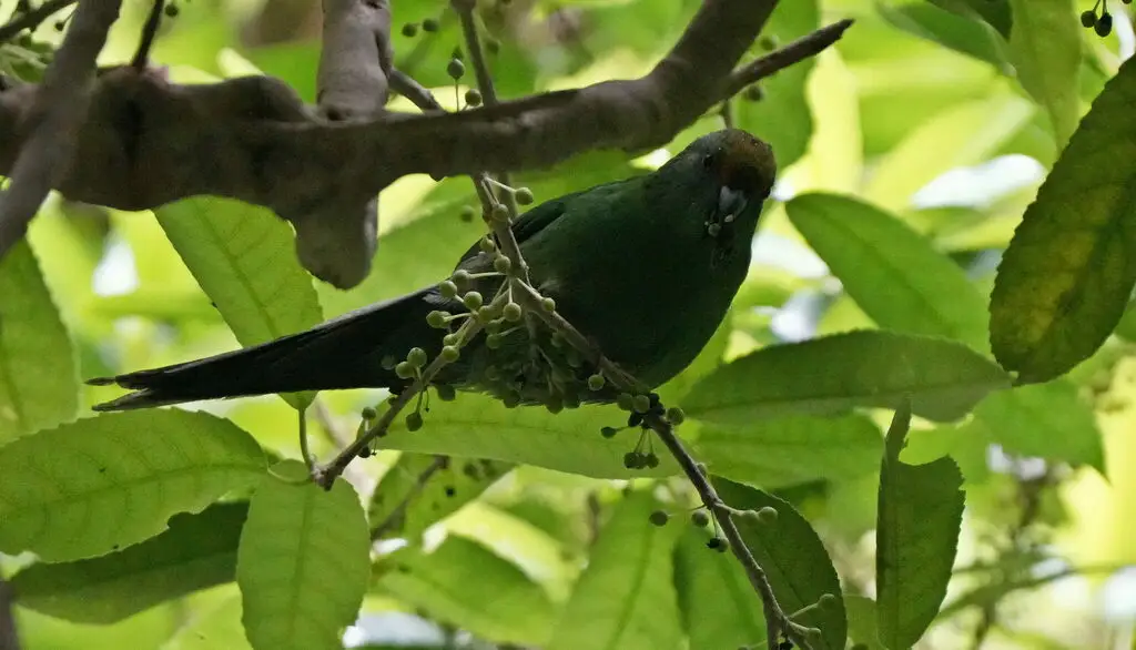 橙额鹦鹉(Cyanoramphus malherbi)