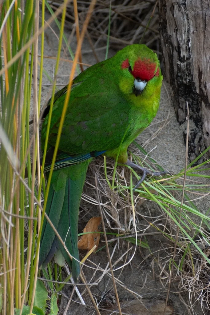 红额鹦鹉(Cyanoramphus novaezelandiae)