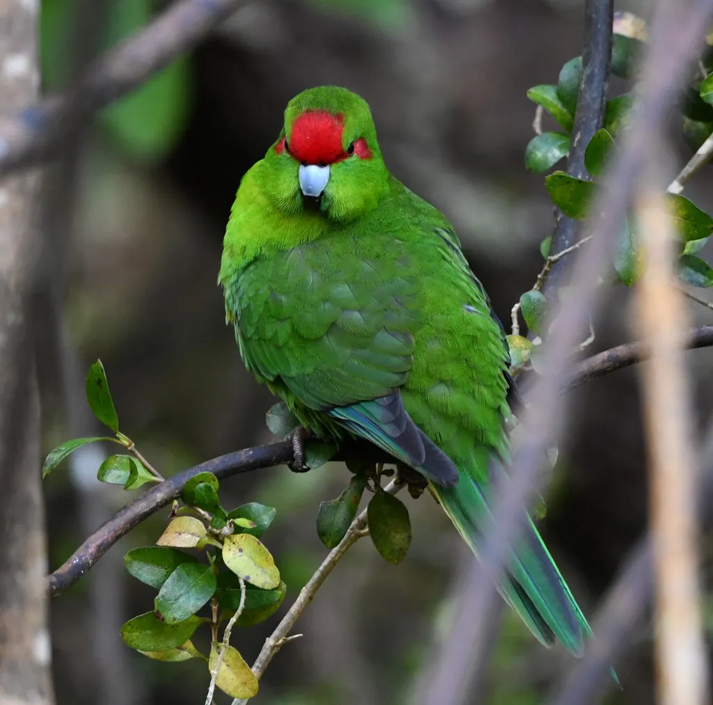 红额鹦鹉(Cyanoramphus novaezelandiae)