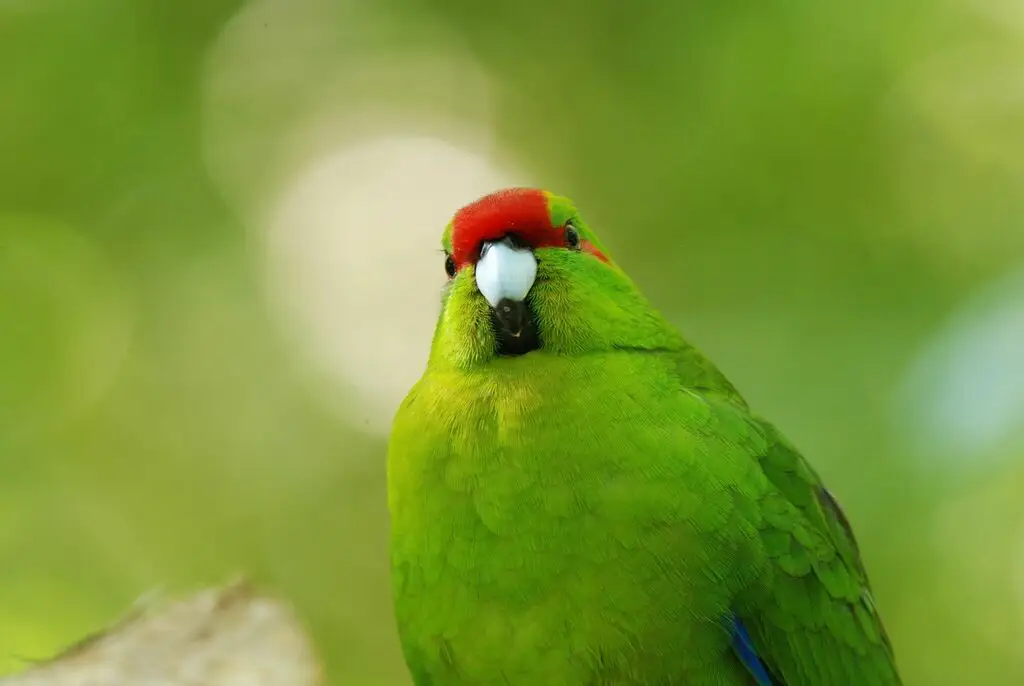 红额鹦鹉(Cyanoramphus novaezelandiae)