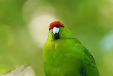 红额鹦鹉
