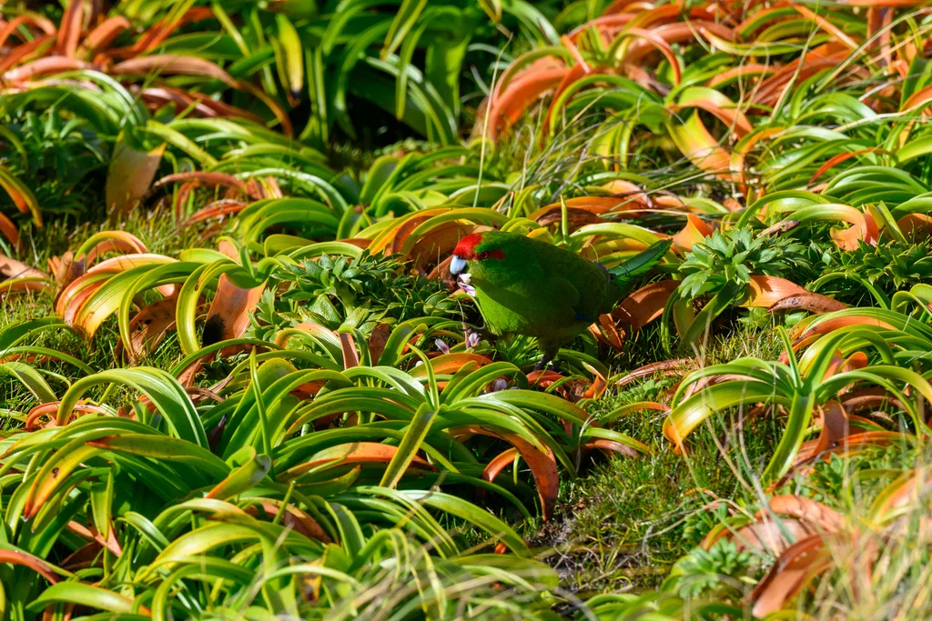 红额鹦鹉(Cyanoramphus novaezelandiae)