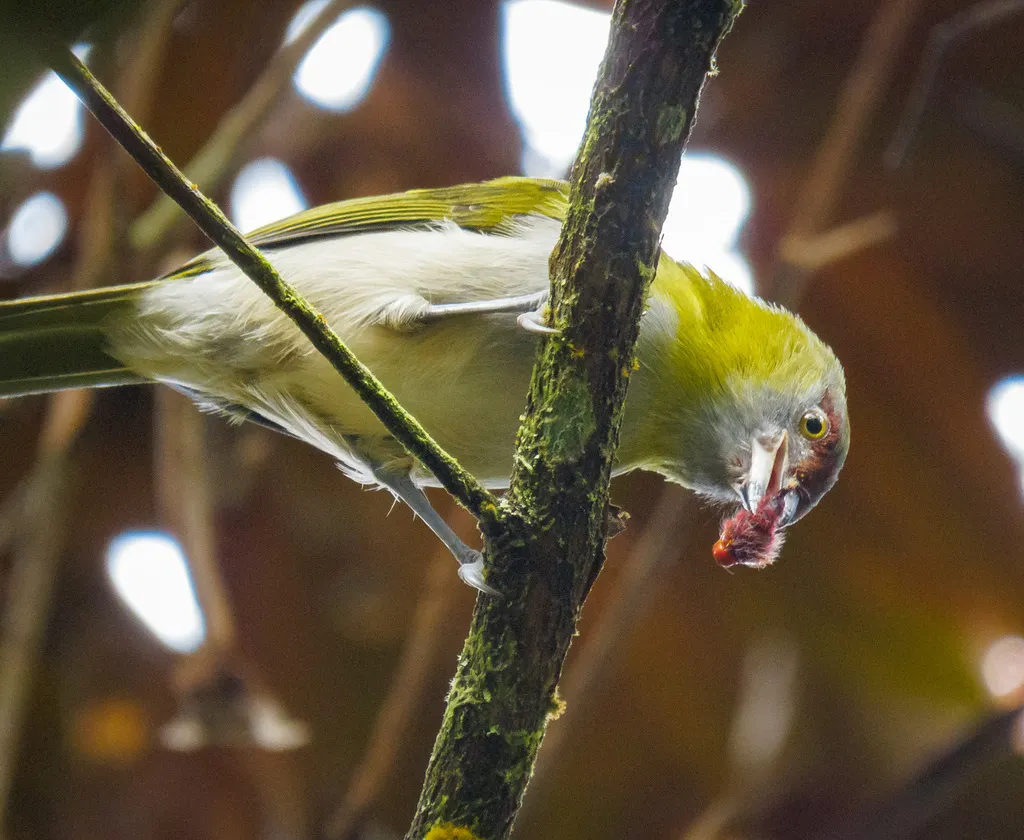 黑嘴鵙雀(Cyclarhis nigrirostris)