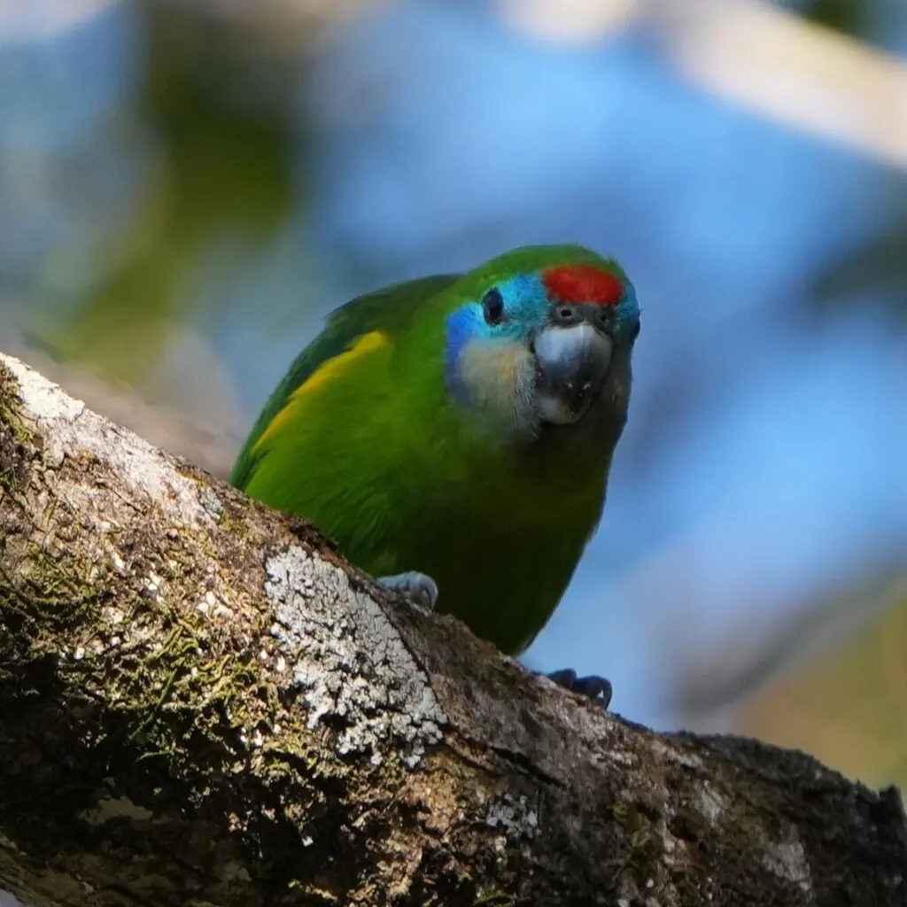 红脸果鹦鹉(Cyclopsitta diophthalma)