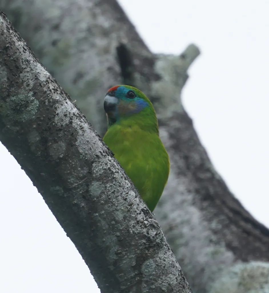 红脸果鹦鹉(Cyclopsitta diophthalma)