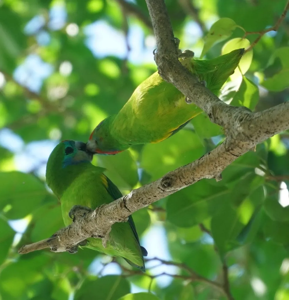红脸果鹦鹉(Cyclopsitta diophthalma)