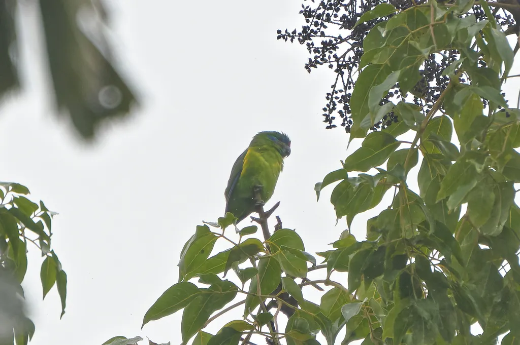 红脸果鹦鹉(Cyclopsitta diophthalma)