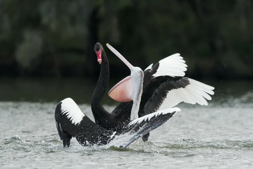 黑天鹅(Cygnus atratus)