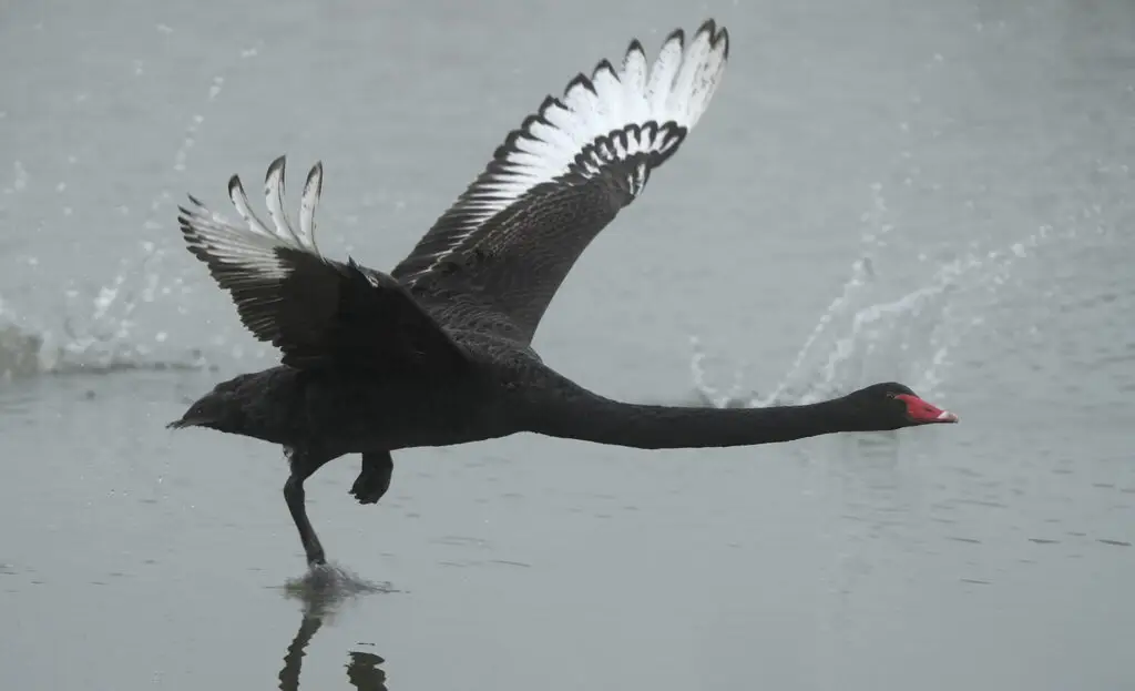 黑天鹅(Cygnus atratus)