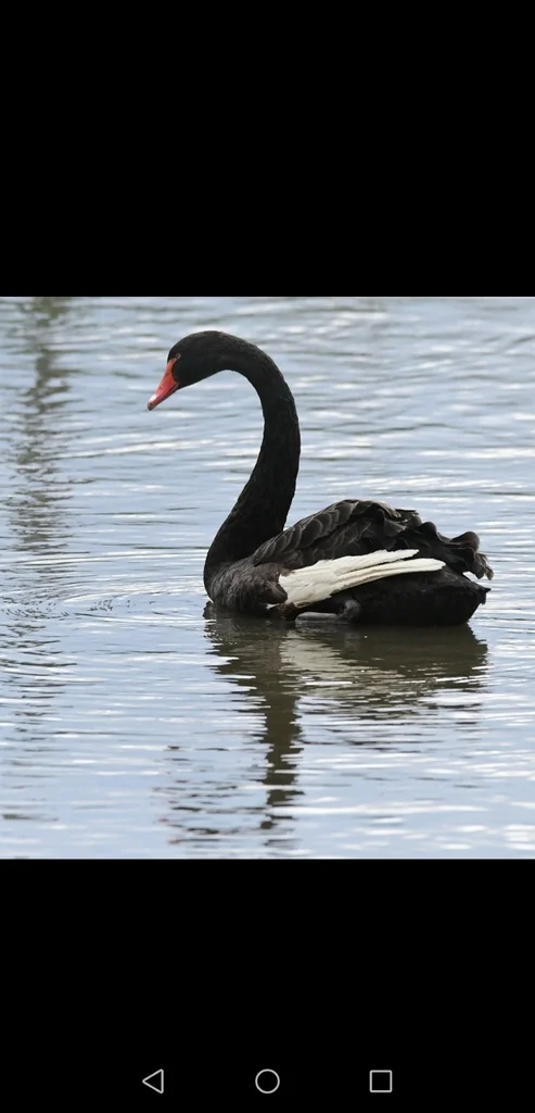 黑天鹅(Cygnus atratus)