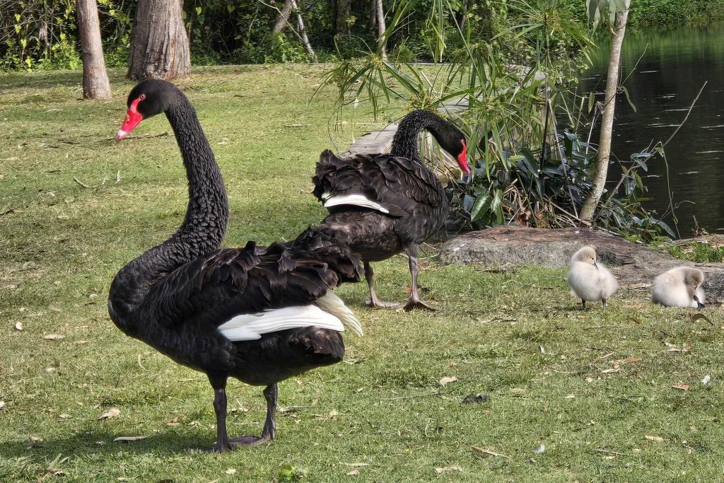 黑天鹅(Cygnus atratus)