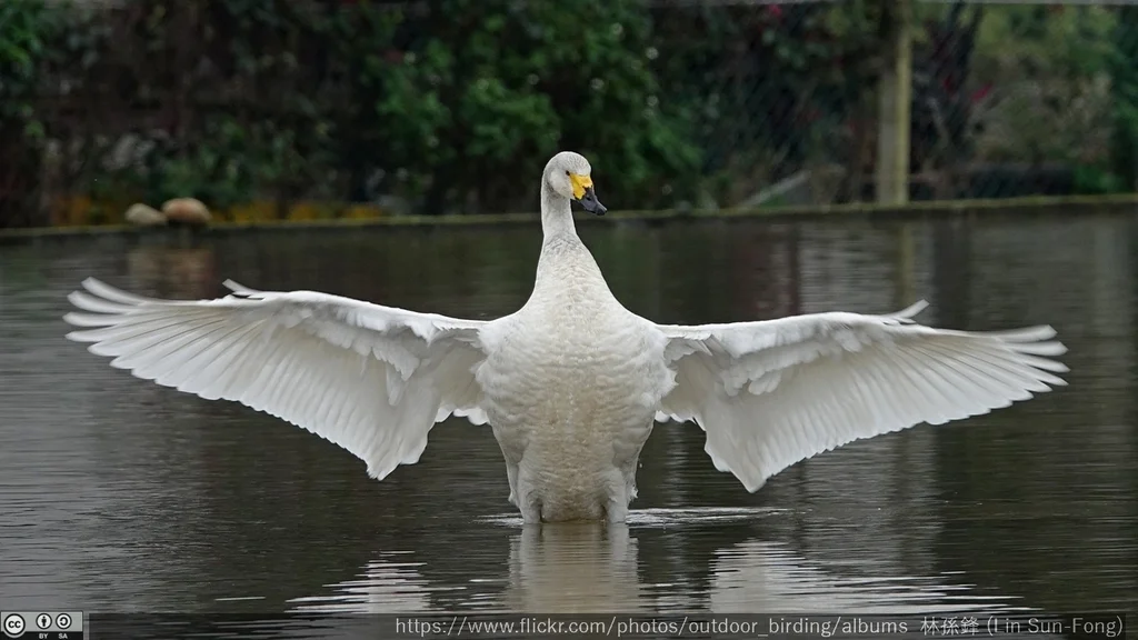 小天鹅(Cygnus columbianus)