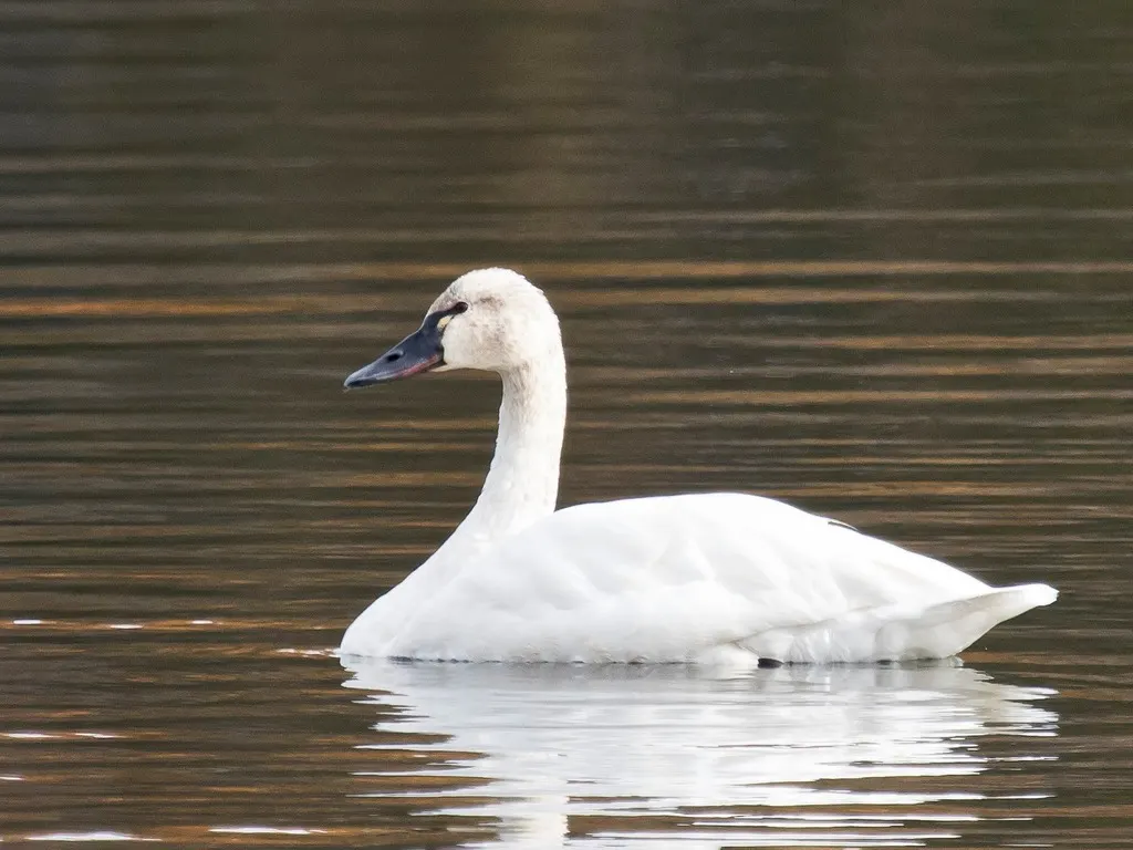 小天鹅(Cygnus columbianus)