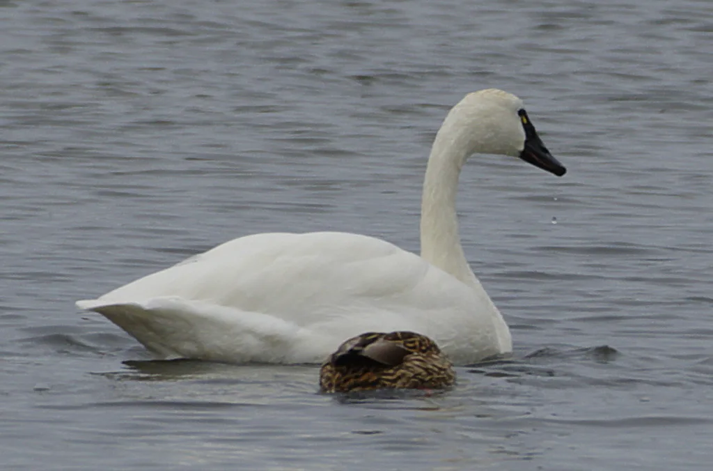 小天鹅(Cygnus columbianus)