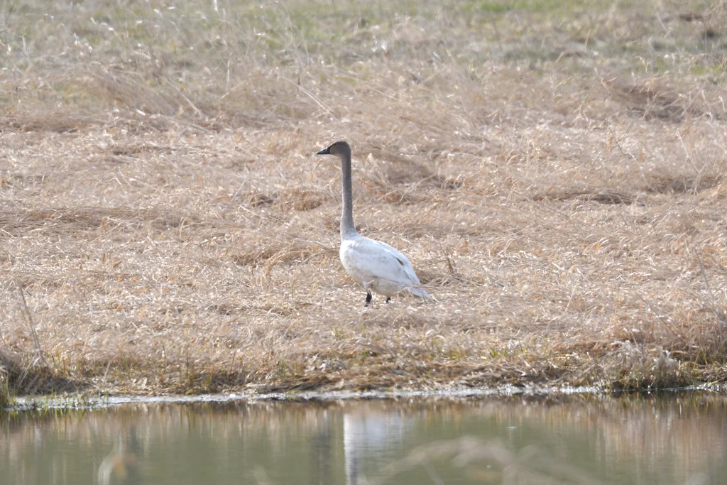 小天鹅(Cygnus columbianus)