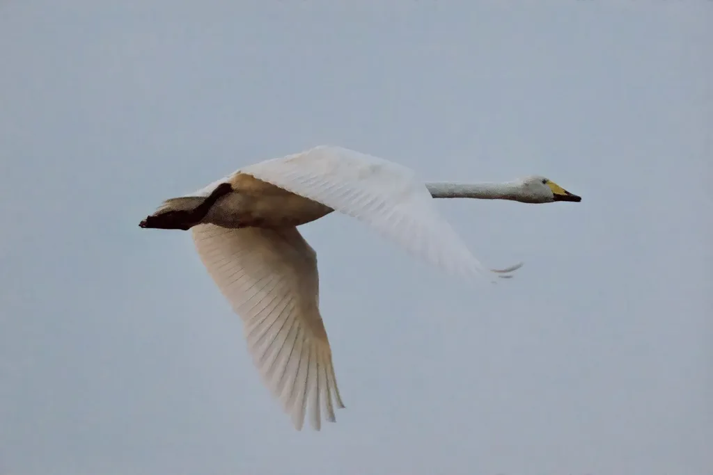 大天鹅(Cygnus cygnus)