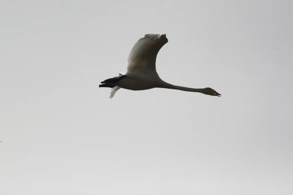 大天鹅(Cygnus cygnus)