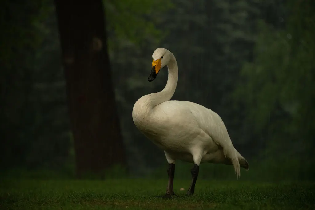 大天鹅(Cygnus cygnus)