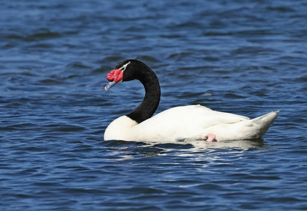 黑颈天鹅(Cygnus melancoryphus)