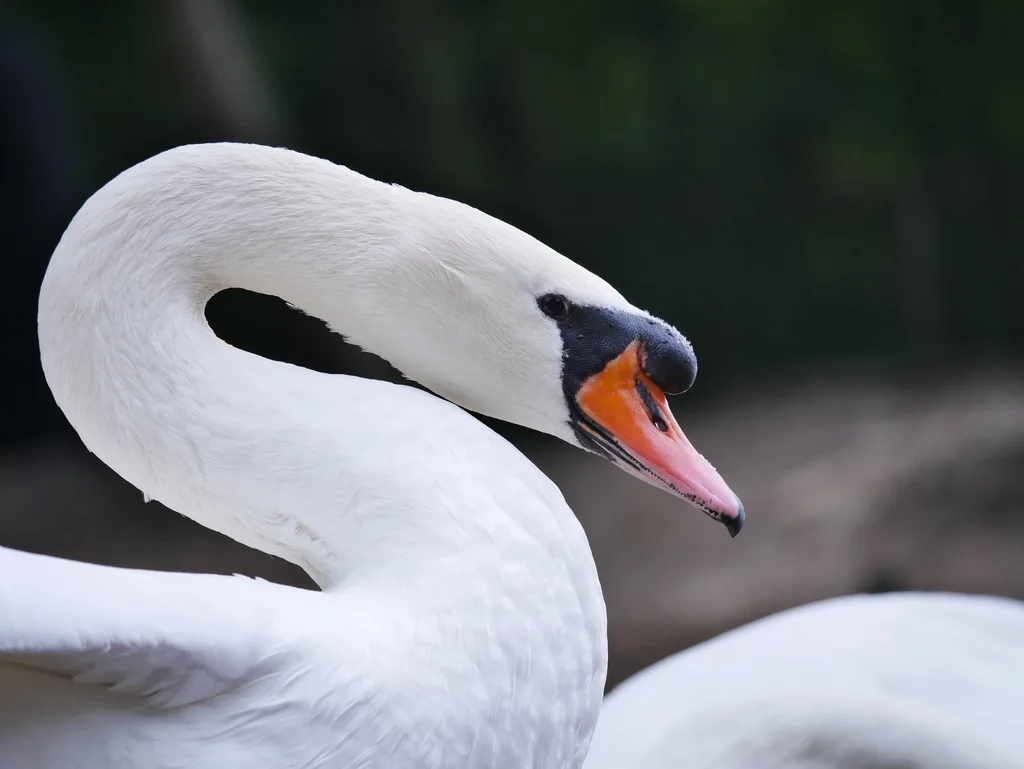疣鼻天鹅(Cygnus olor)
