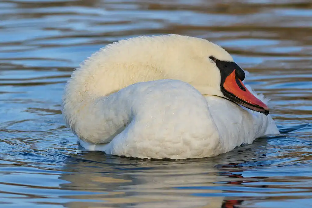 疣鼻天鹅(Cygnus olor)