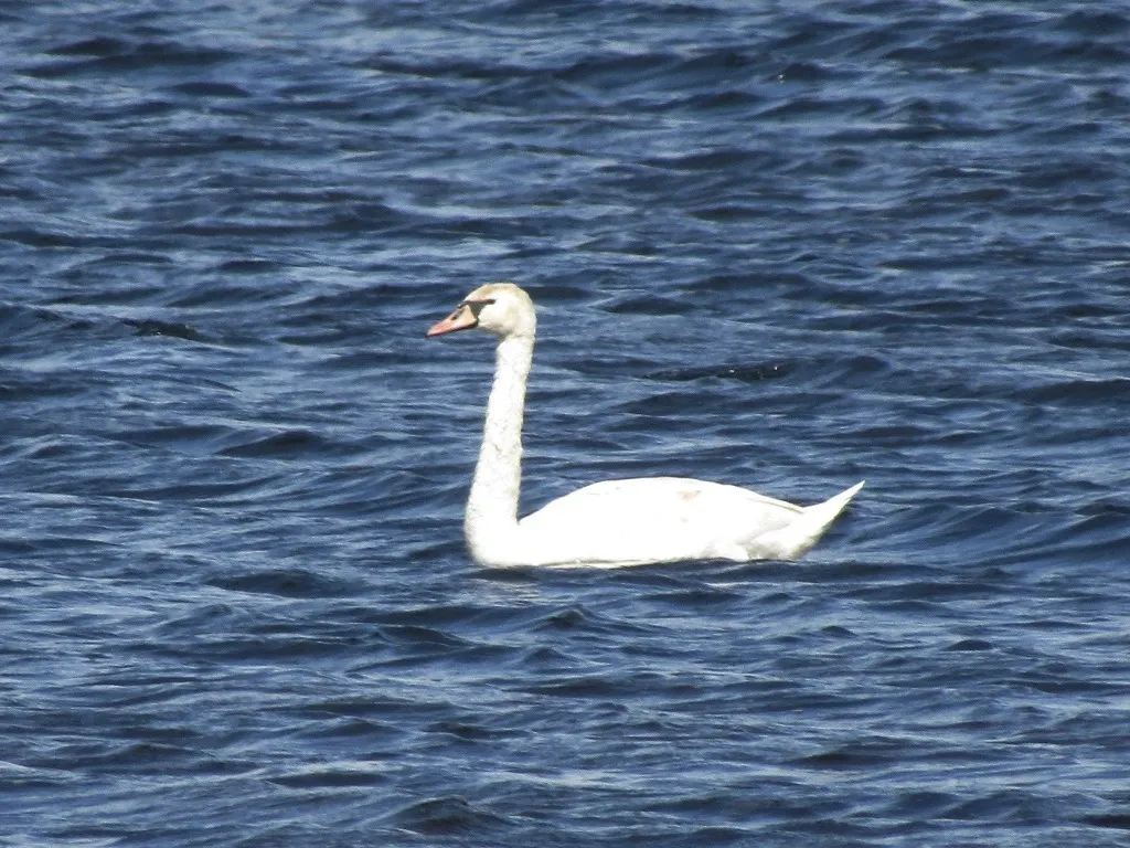 疣鼻天鹅(Cygnus olor)