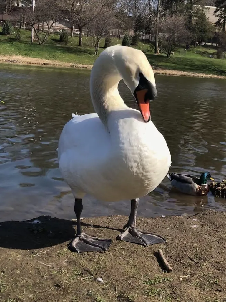 疣鼻天鹅(Cygnus olor)