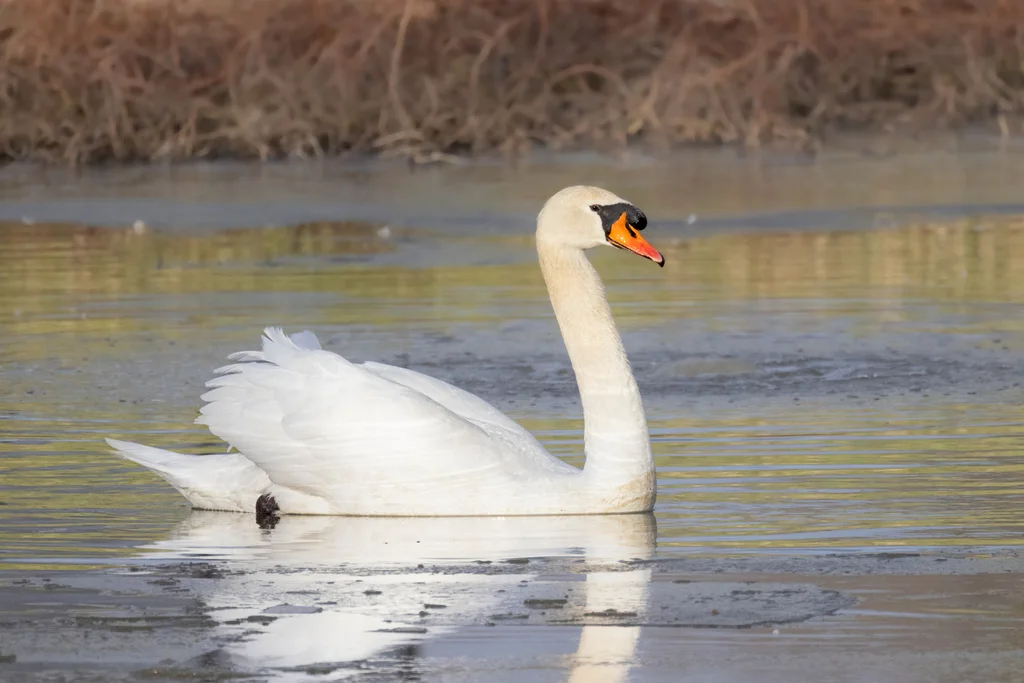 疣鼻天鹅(Cygnus olor)