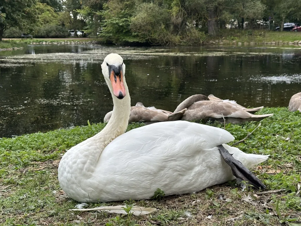 疣鼻天鹅(Cygnus olor)