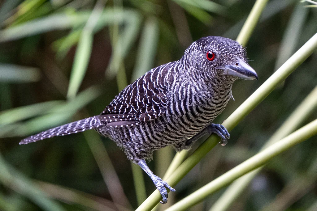 带斑蚁鵙(Cymbilaimus lineatus)