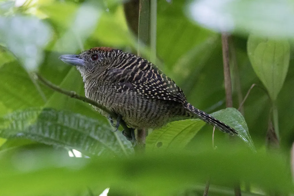 带斑蚁鵙(Cymbilaimus lineatus)