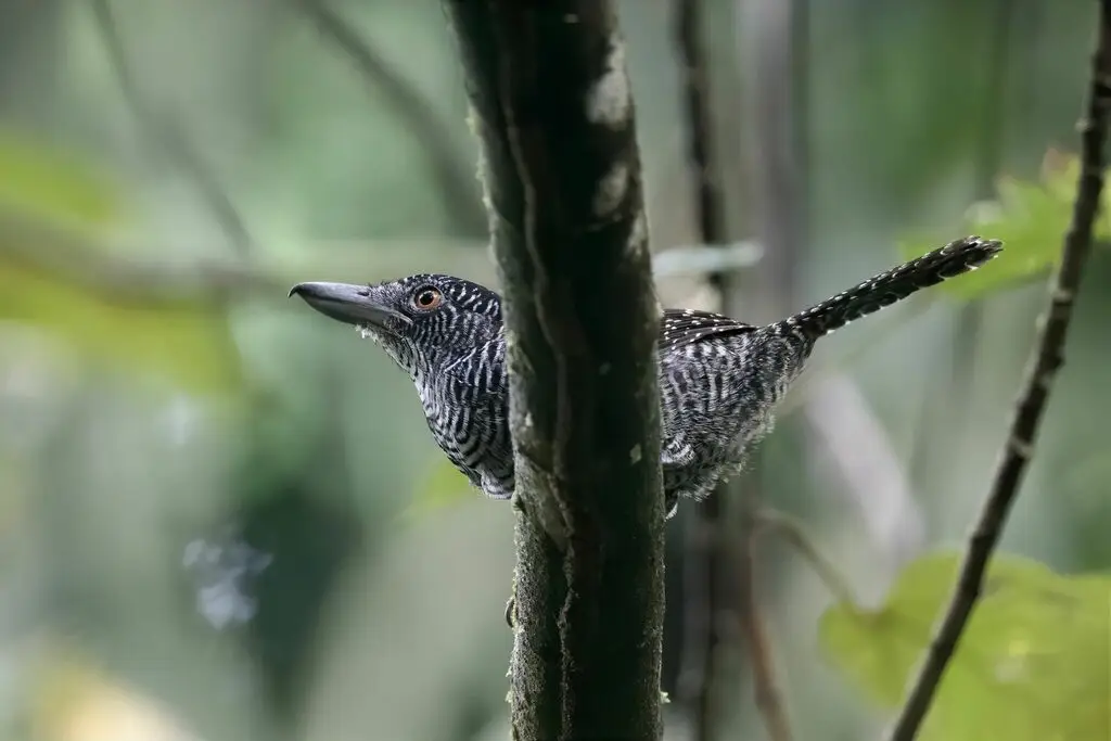 带斑蚁鵙(Cymbilaimus lineatus)