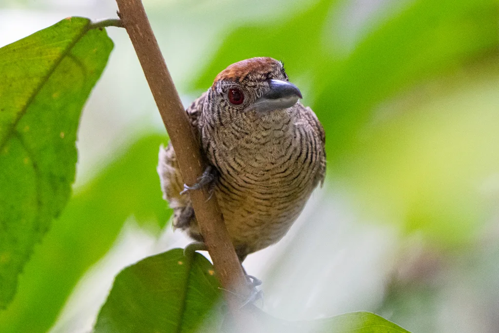 带斑蚁鵙(Cymbilaimus lineatus)